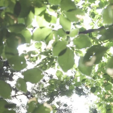 Siðferðileg og sjálfbær